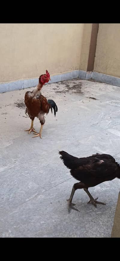 Burmi male pakoya female andy start kiye