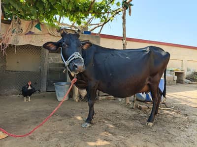 jersey cow
