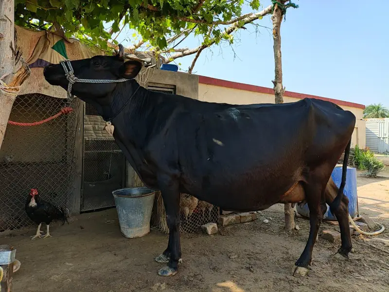 jersey cow — photo 2