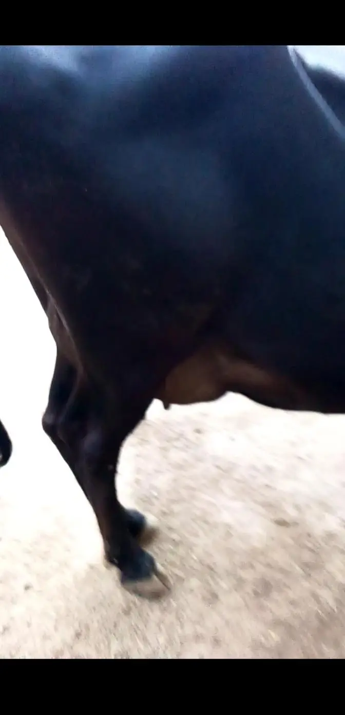 jersey cow — photo 3