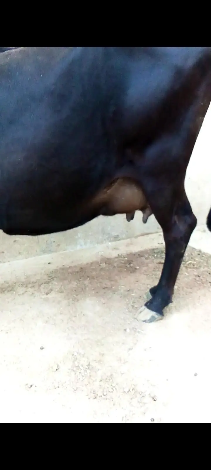 jersey cow — photo 4