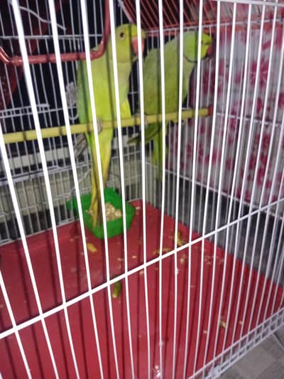 pair for sale