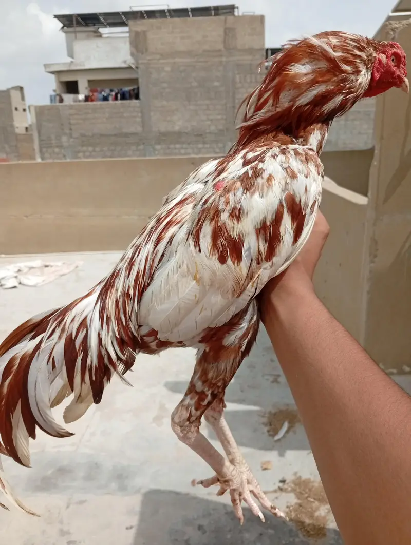 Pure aseel main vali murgha — photo 2