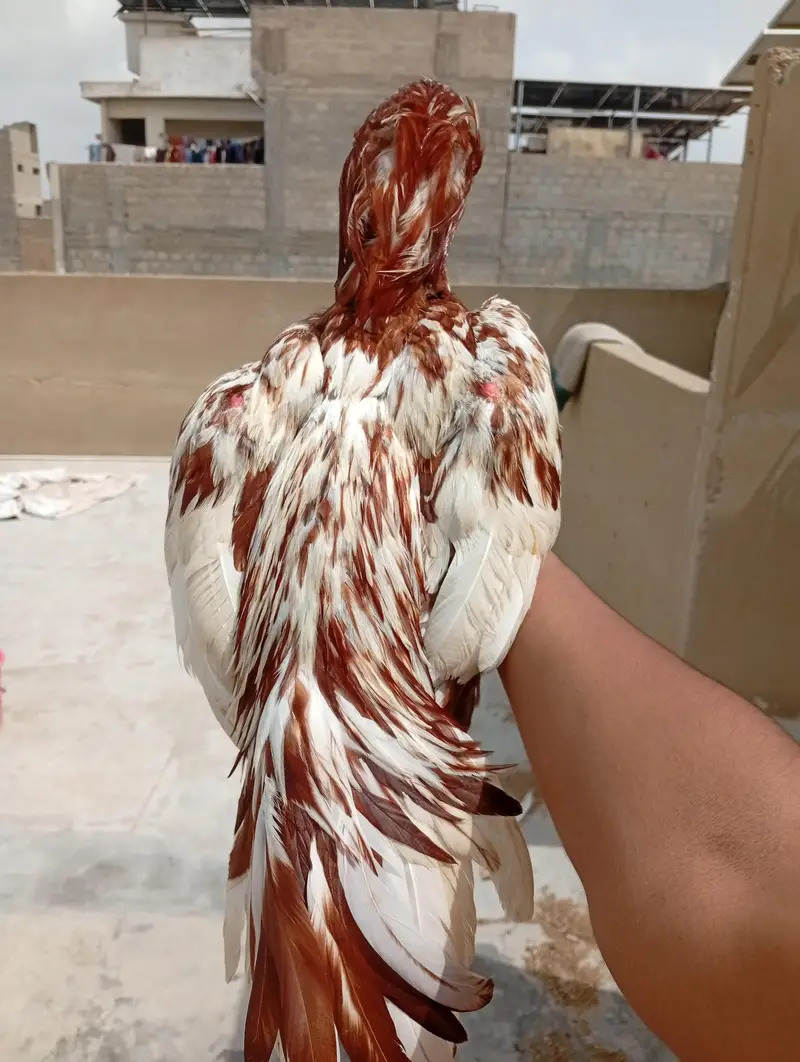 Pure aseel main vali murgha — photo 3