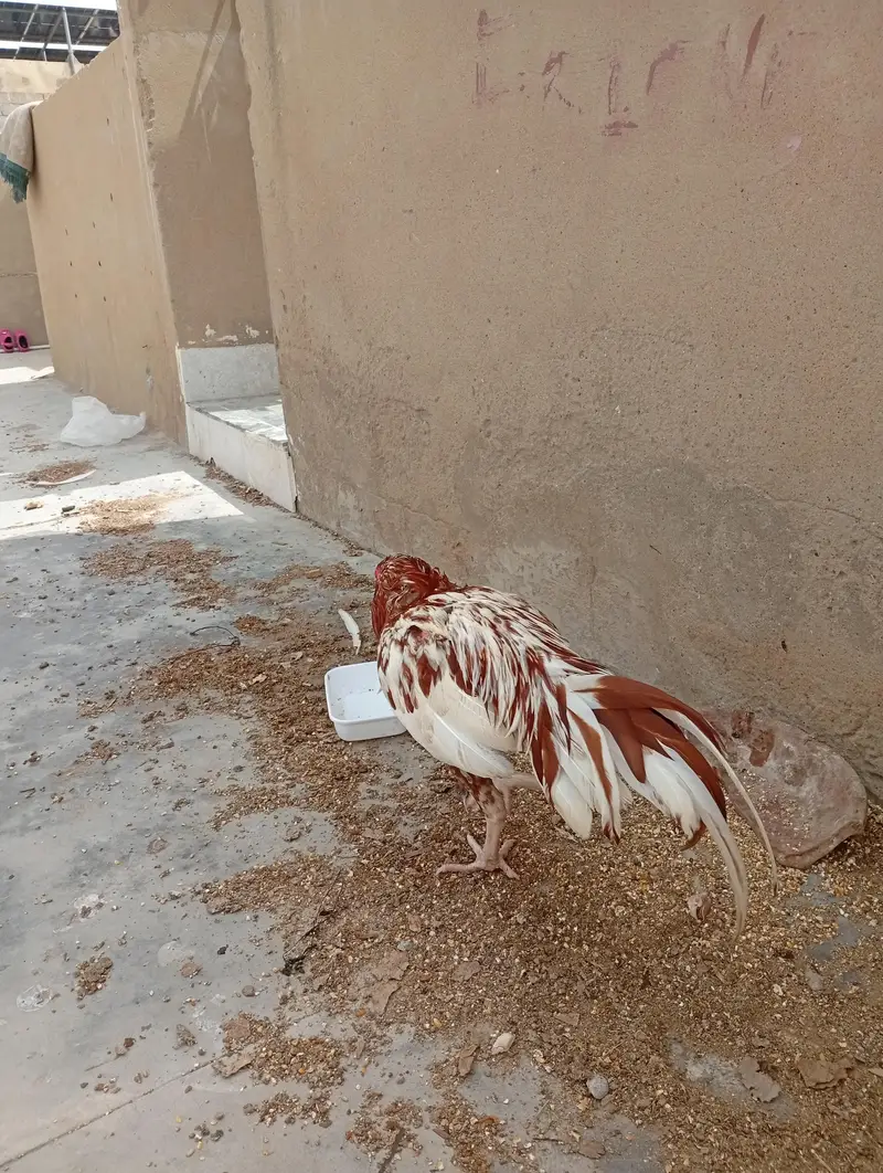 Pure aseel main vali murgha — photo 4