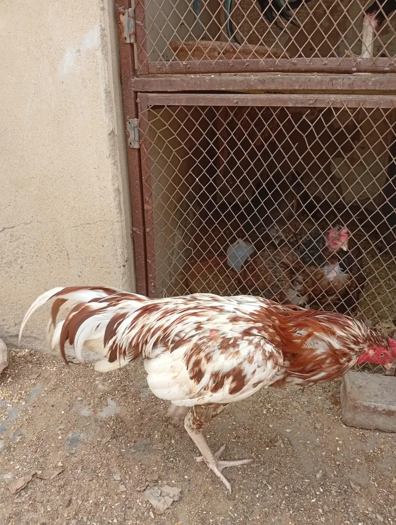 Pure aseel main vali murgha — photo 5