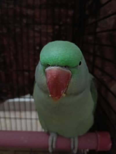 female raw parrot. Talking parrot