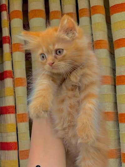 pure persian punch face kitten -triple coat or active 1 month kitten