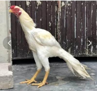 murga for sale best breed