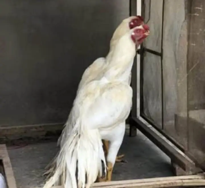 murga for sale best breed — photo 2