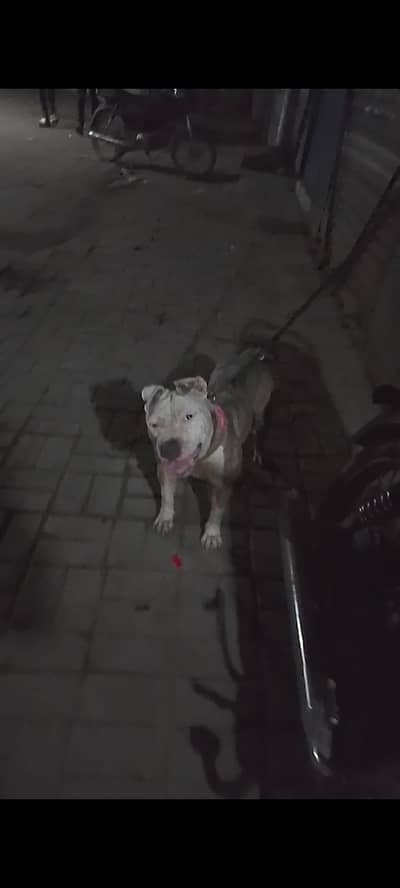 pitbull female