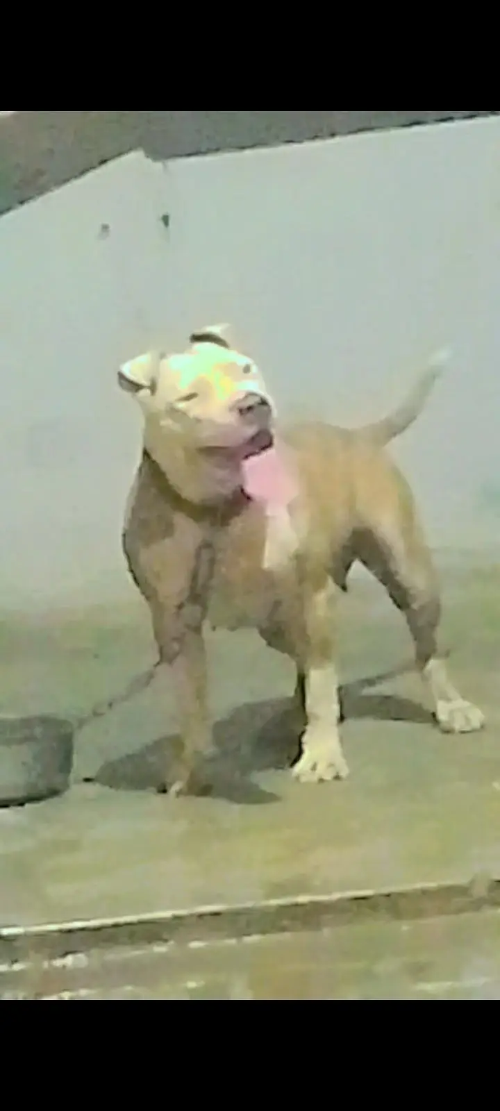 pitbull female — photo 2
