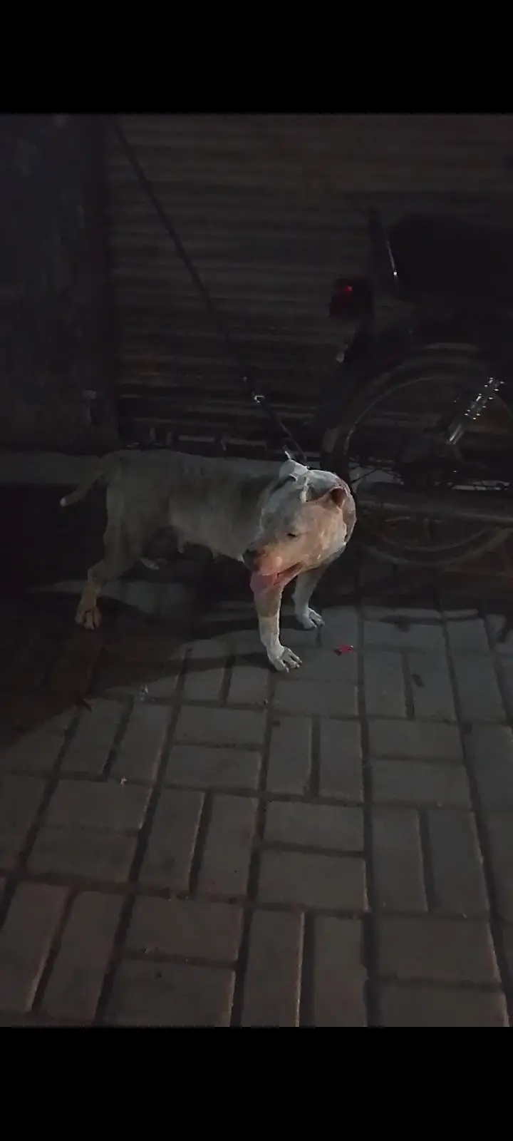 pitbull female — photo 3