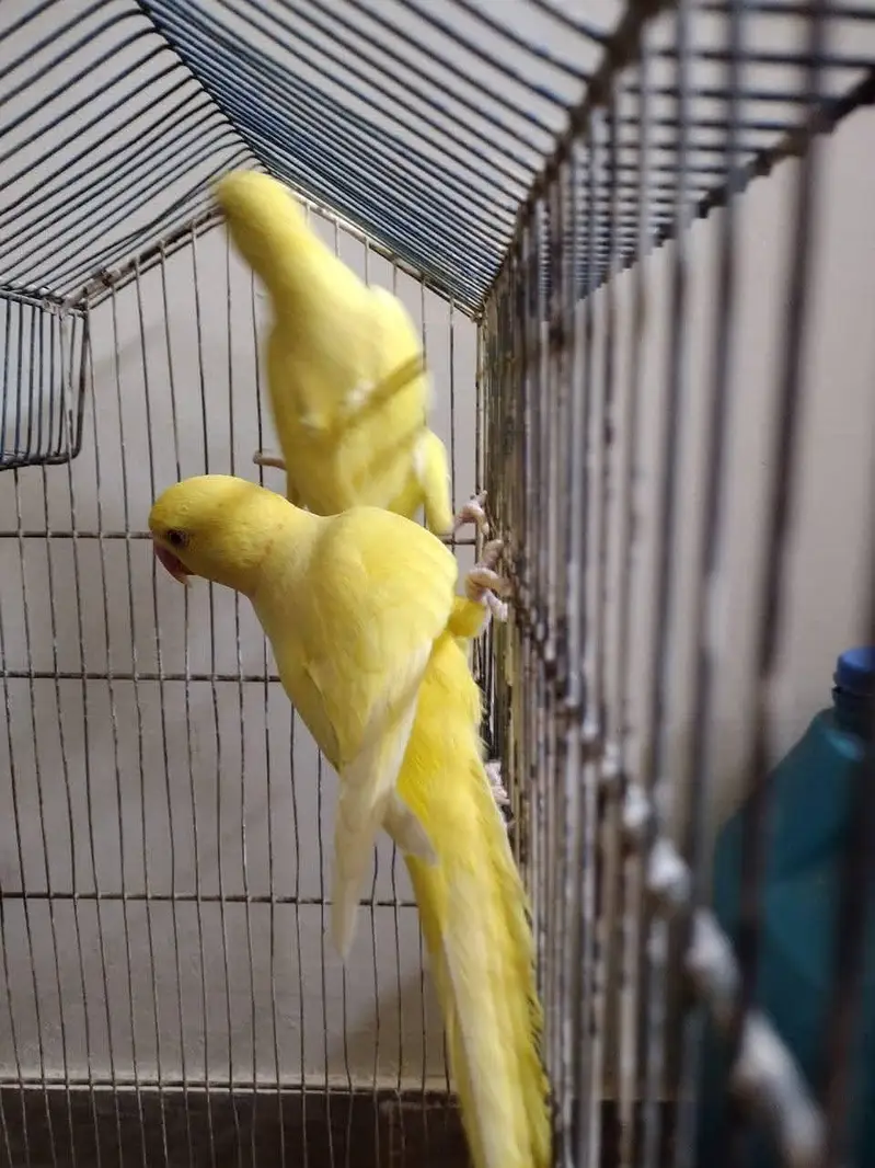 yellow parrot pair — photo 2