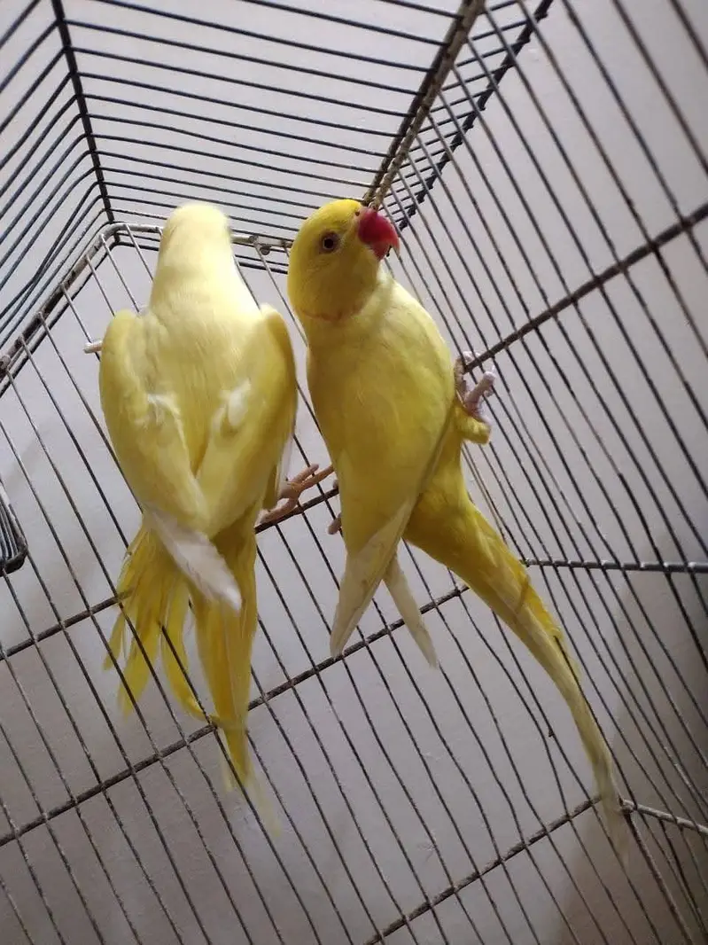 yellow parrot pair — photo 3