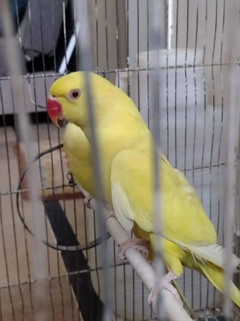 yellow parrot pair — photo 4