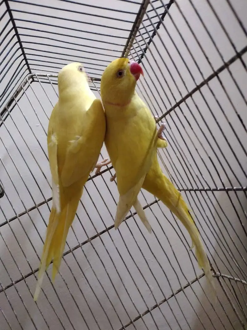 yellow parrot pair — photo 5