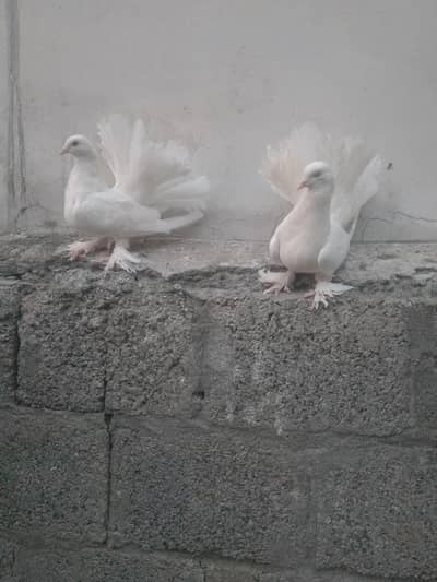 Breeder pair for sale