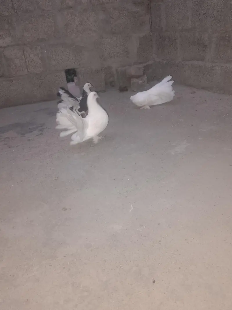 Breeder pair for sale — photo 2