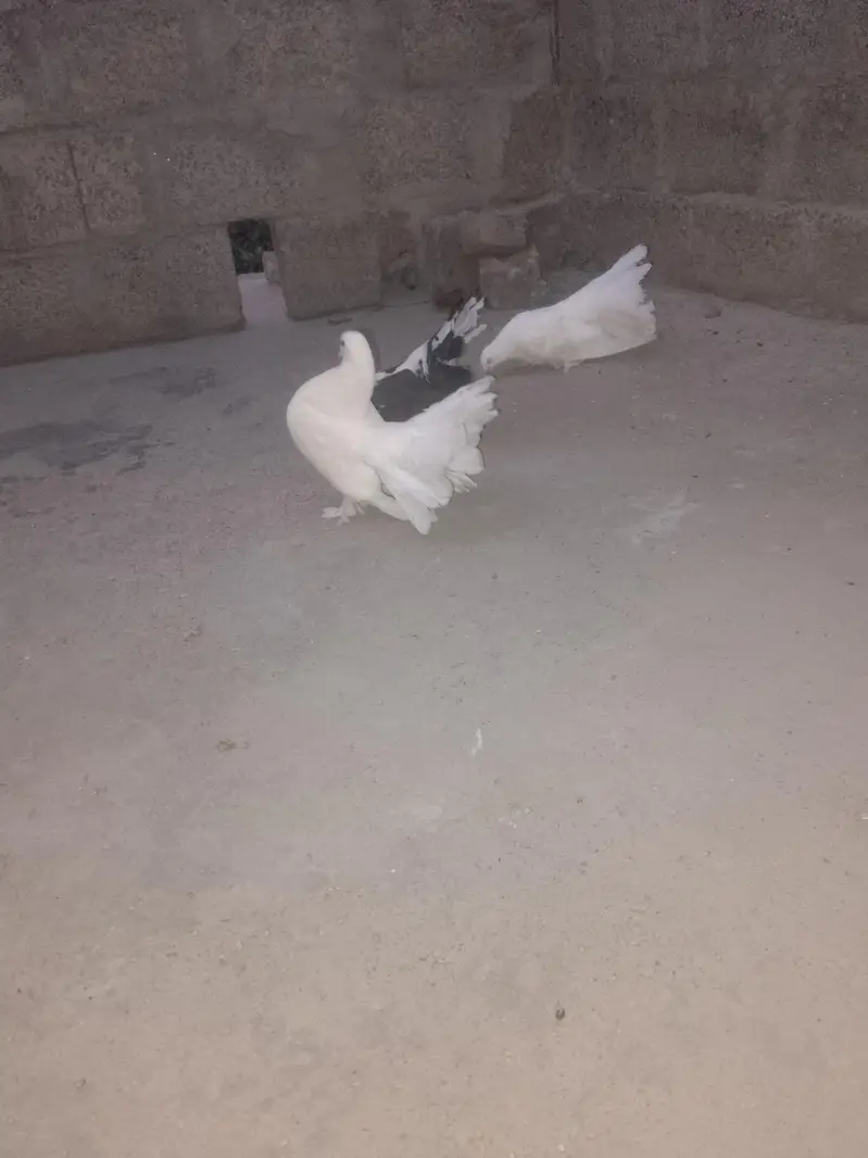 Breeder pair for sale — photo 4