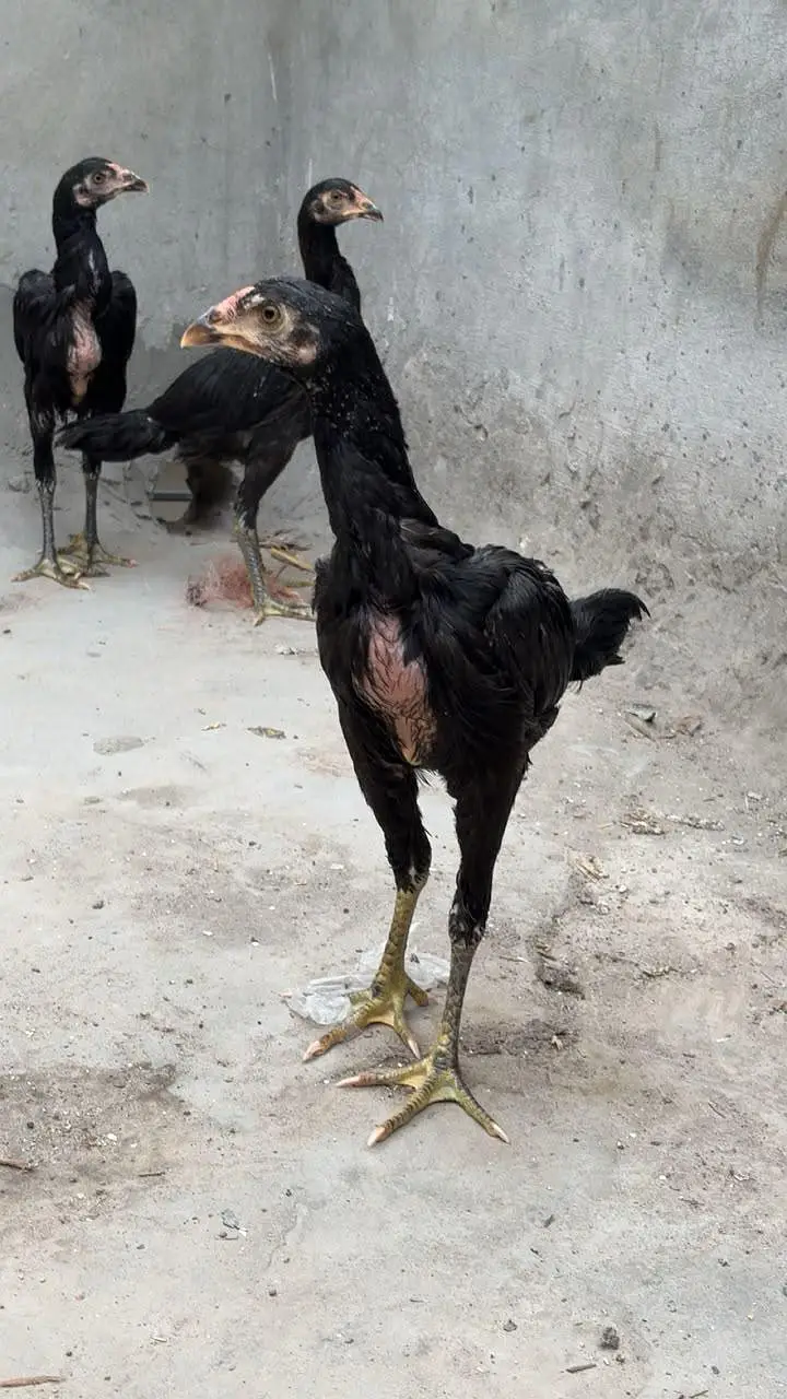 Thai pkoe — photo 2
