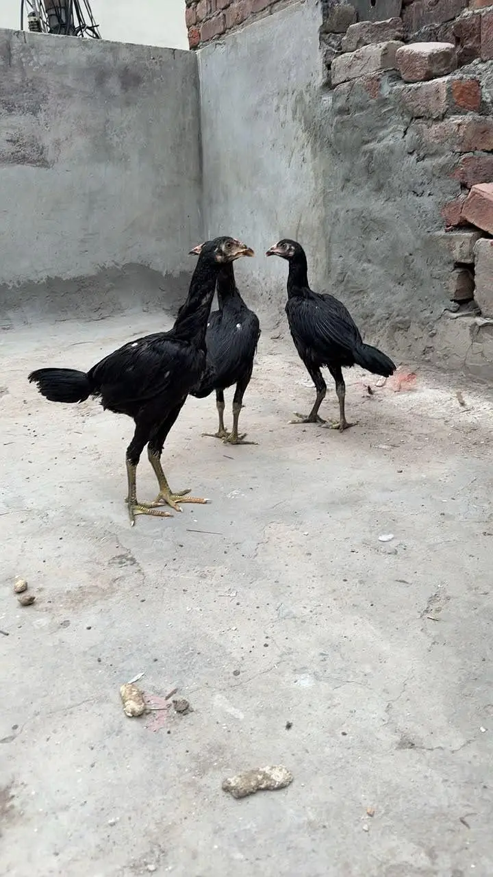 Thai pkoe — photo 4