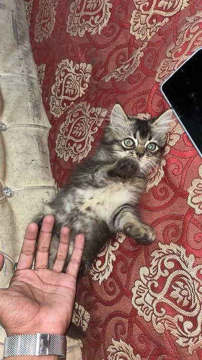 Persian female kitten