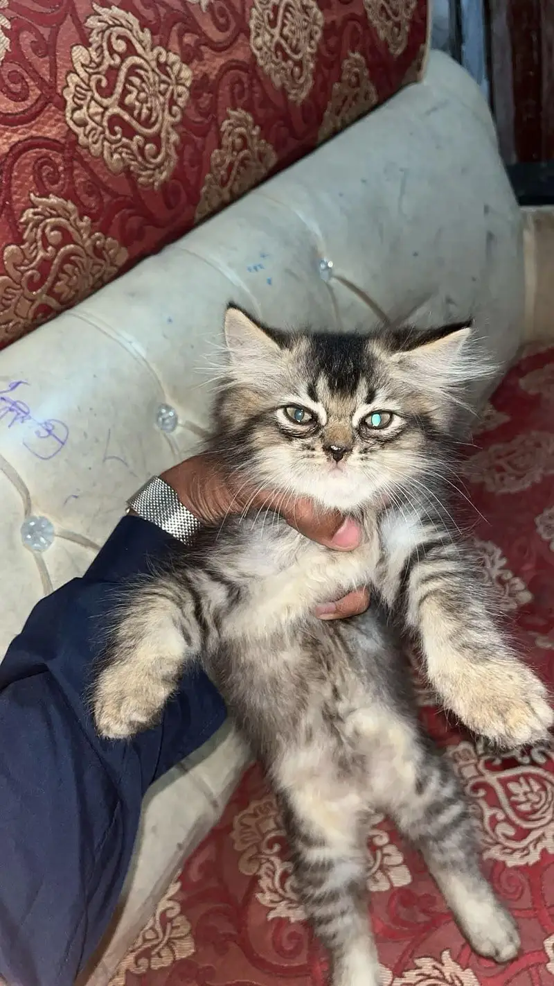 Persian female kitten — photo 2