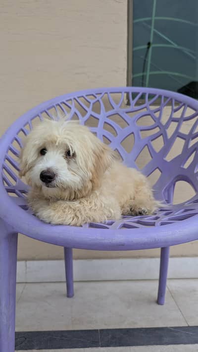 poodle female dog