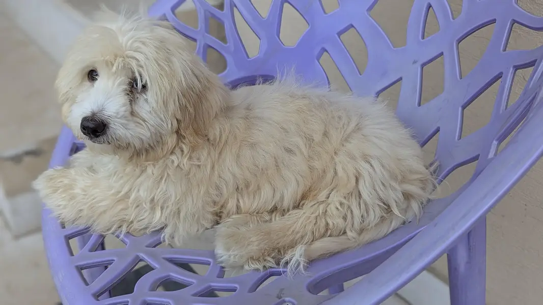 poodle female dog — photo 2