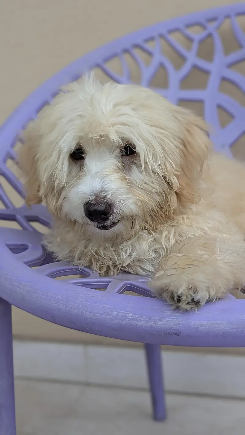 poodle female dog — photo 3