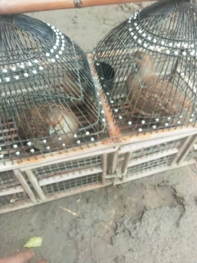 for urgent sale White teetar pair female ur male