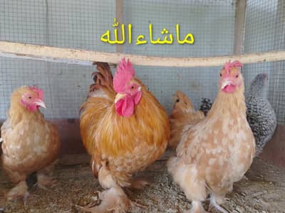 Golden Bantam Set