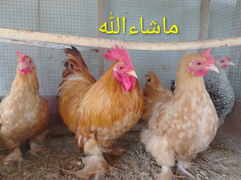 Golden Bantam Set — photo 2