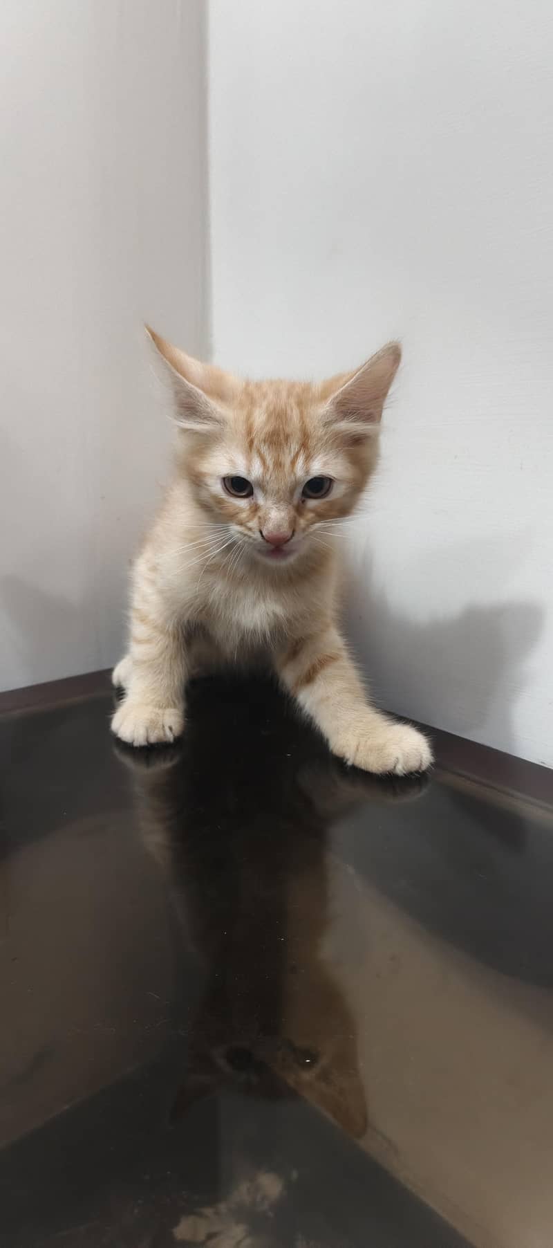 three cat kitten 1