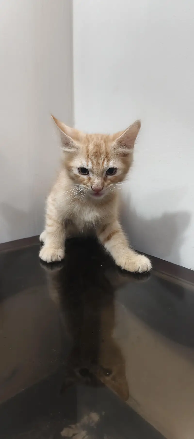 three cat kitten — photo 2