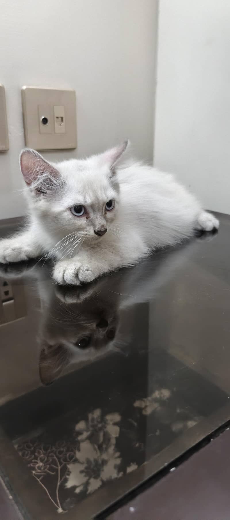 three cat kitten 2