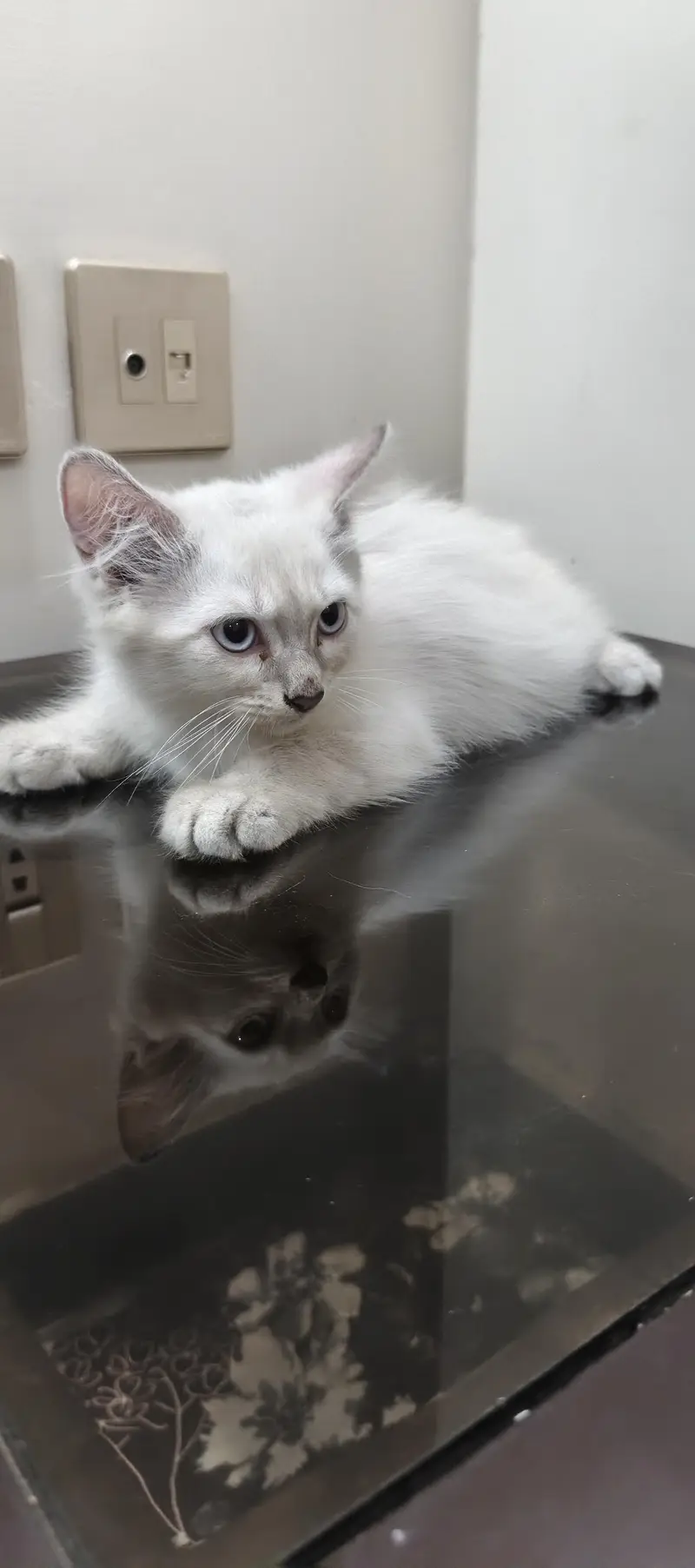 three cat kitten — photo 3