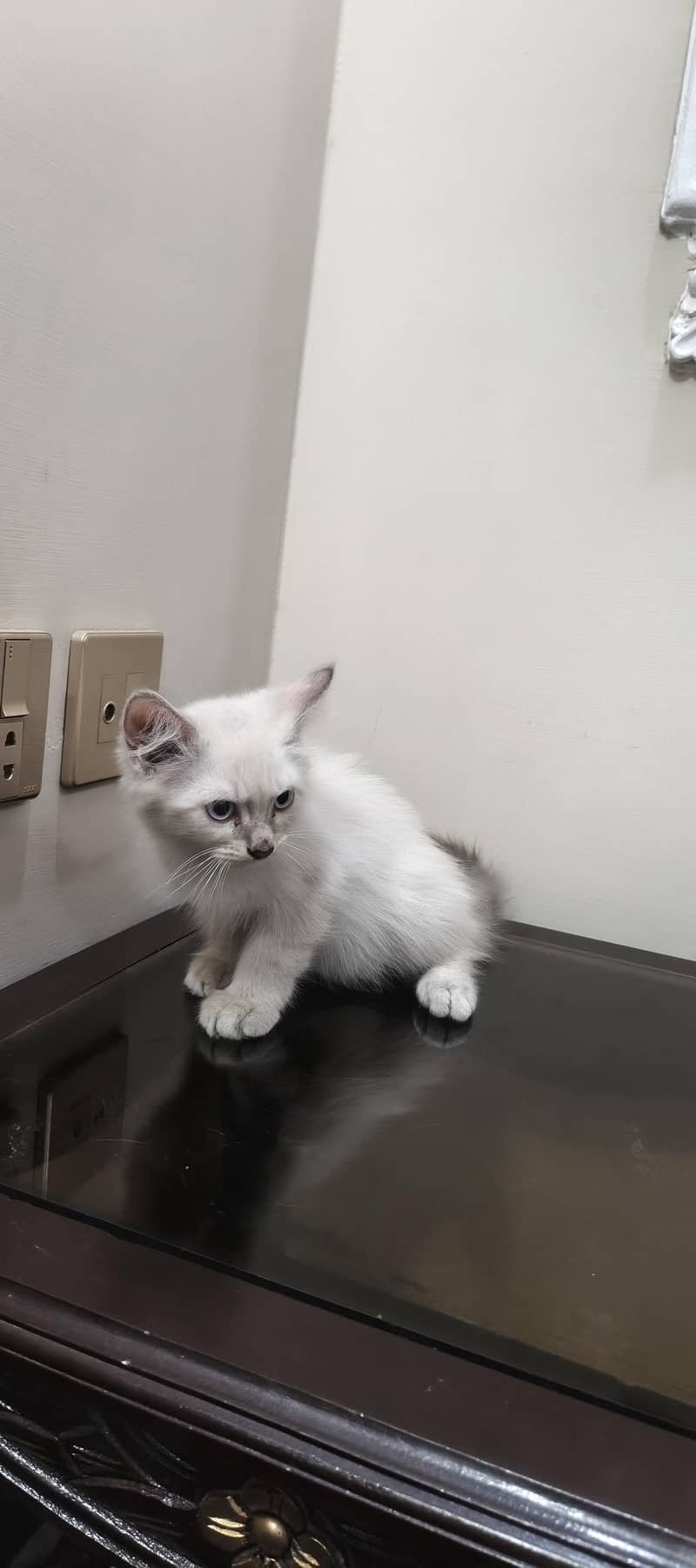 three cat kitten 3