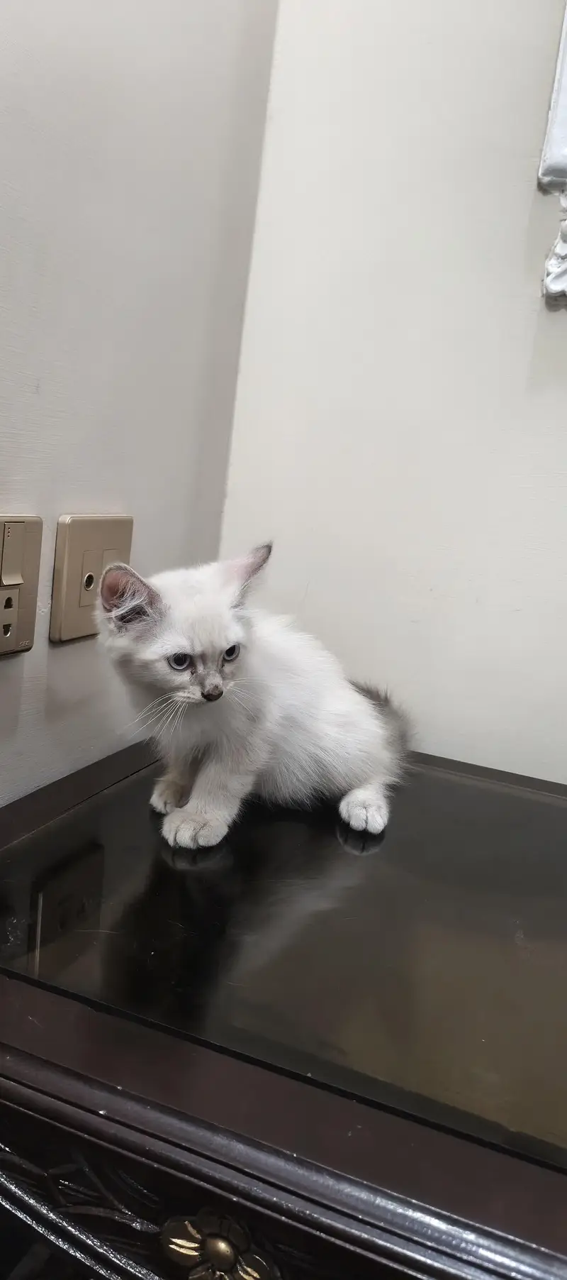 three cat kitten — photo 4