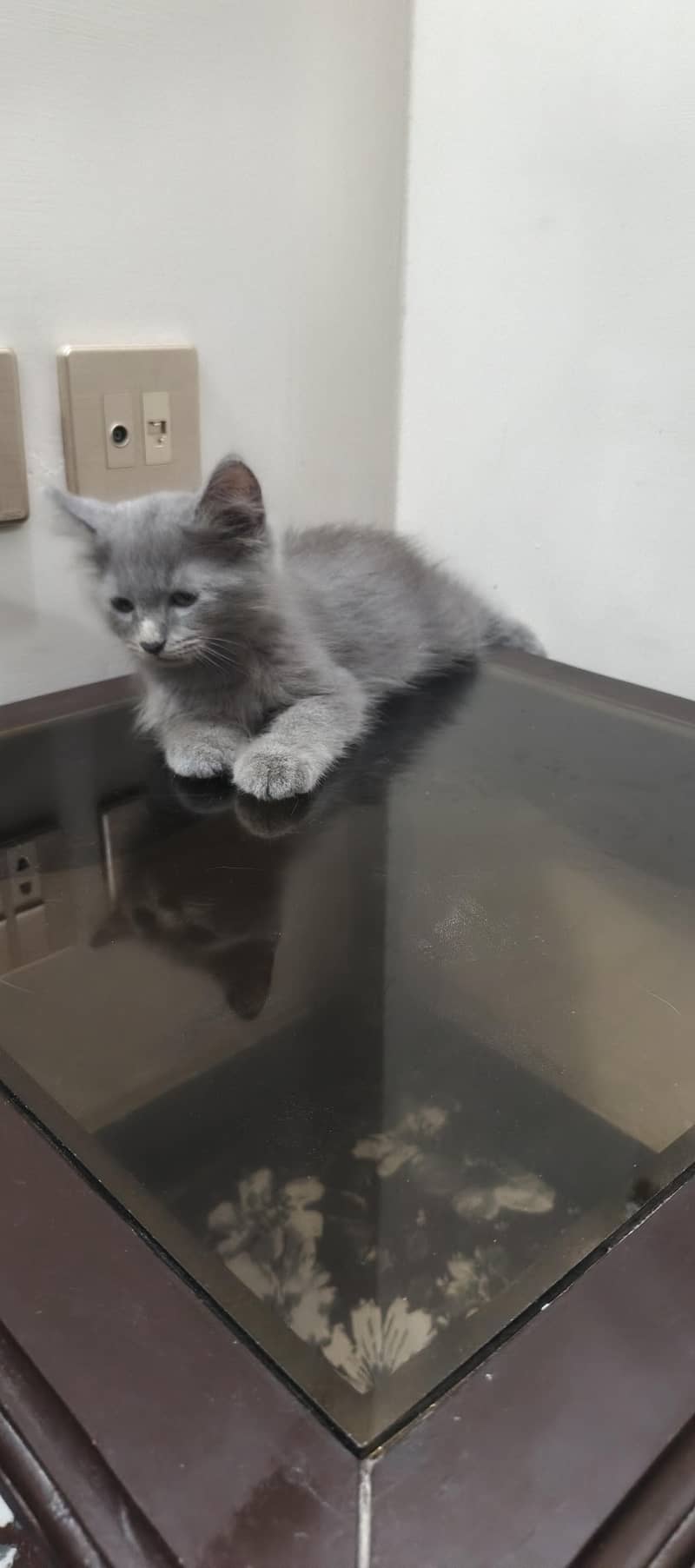 three cat kitten 4
