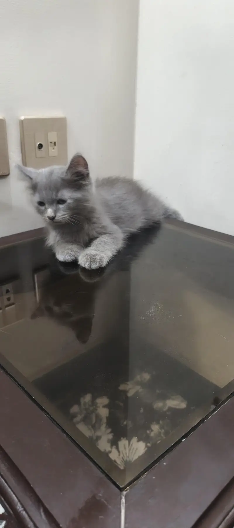 three cat kitten — photo 5