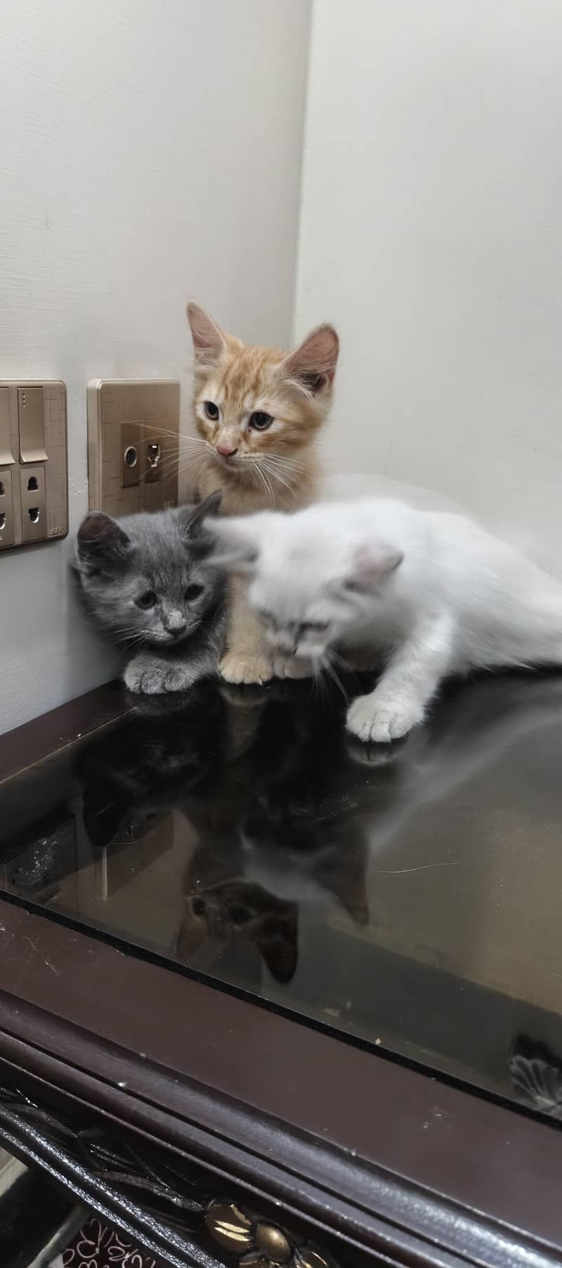 three cat kitten 5