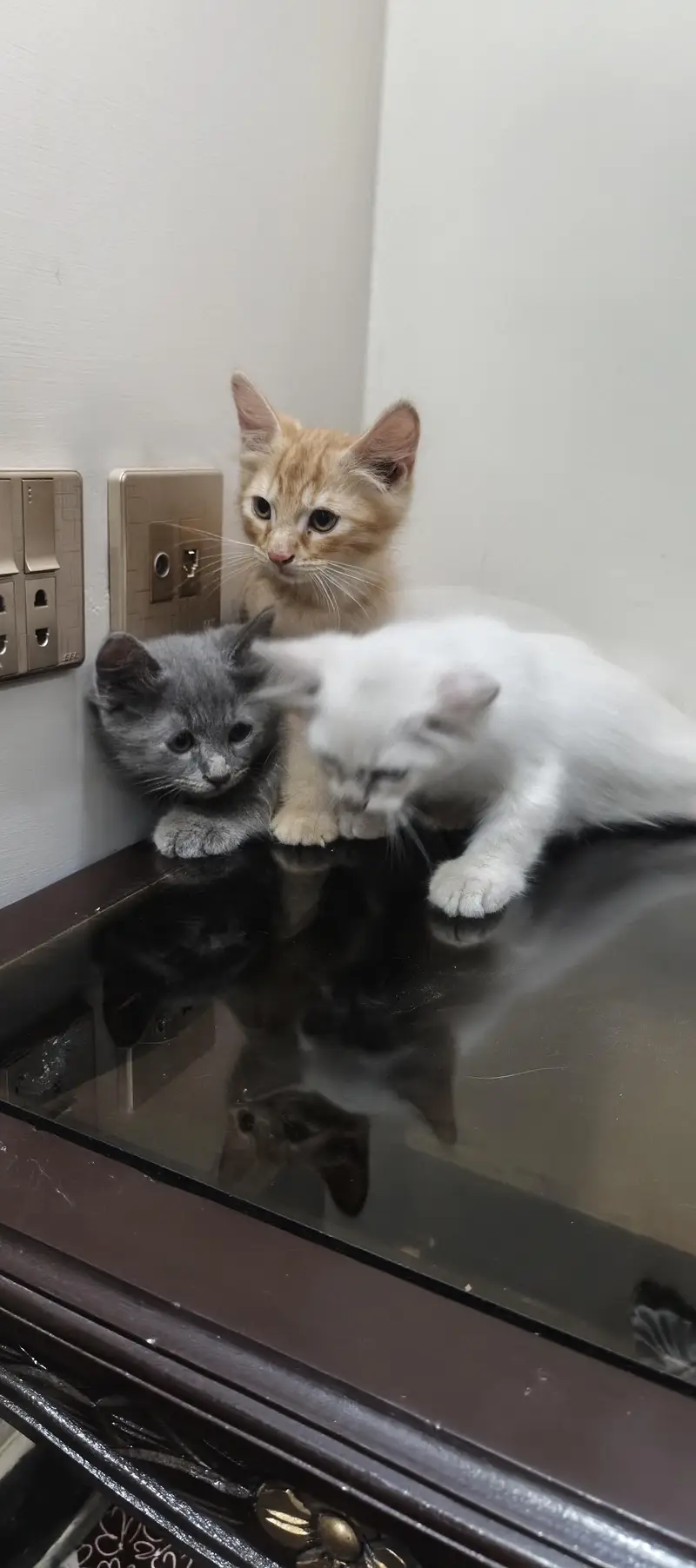 three cat kitten — photo 6