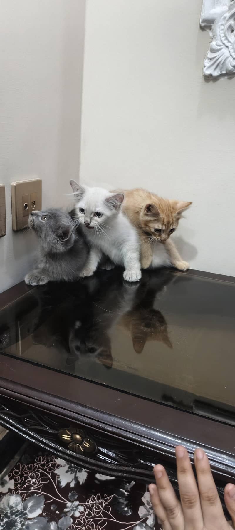 three cat kitten 6