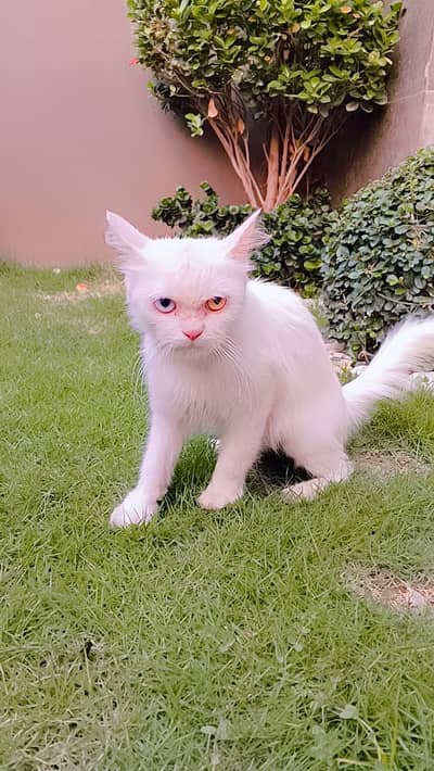 cats for sale