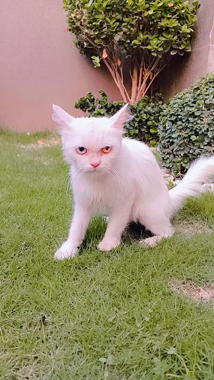 cats for sale — photo 2
