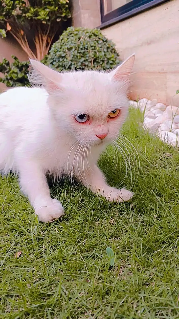 cats for sale — photo 4