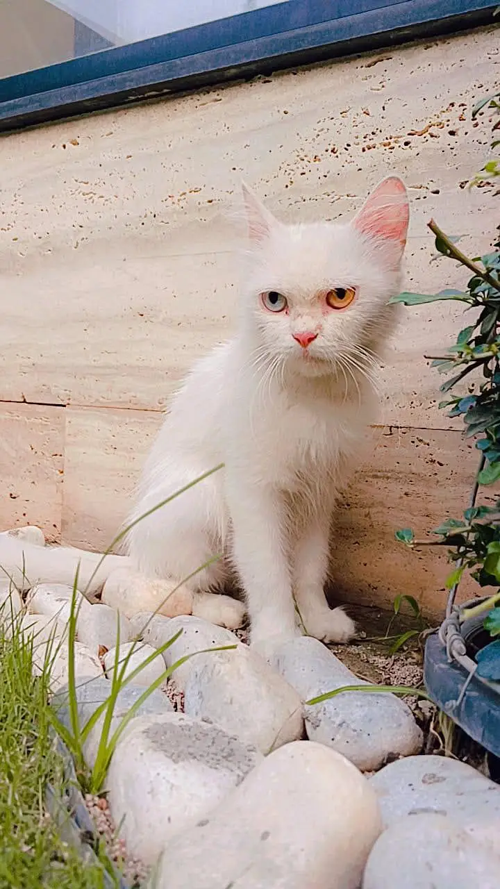 cats for sale — photo 5
