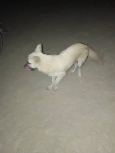 Dog for sale